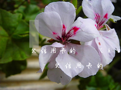 欠信用卡的錢會(huì)坐牢后還要還錢嗎-欠信用卡的錢會(huì)坐牢后還要還錢嗎知乎