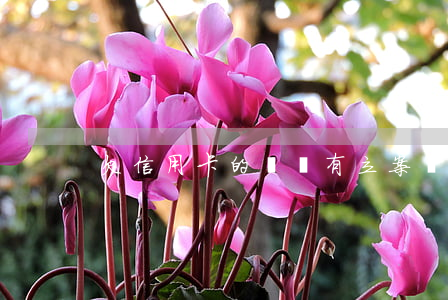 欠信用卡的錢沒有立案會拘留嗎-