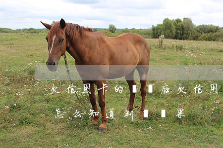 欠信用卡的錢開庭(欠信用卡的錢開庭沒到庭怎么知道判決結果)