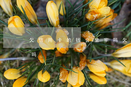欠信用卡的钱会坐牢吗?（欠信用卡钱会判死刑吗）