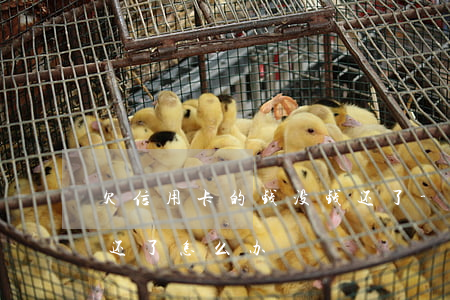 欠信用卡的钱没钱还了-欠信用卡的钱没钱还了怎么办