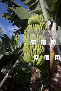 欠信用卡短信通服務(wù)費會停止嗎-欠信用卡短信通服務(wù)費會停止嗎怎么辦