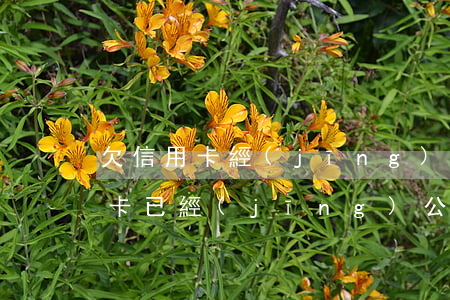 欠信用卡經(jīng)偵立案通知(欠信用卡已經(jīng)公安局立案了)
