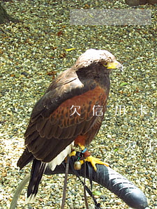 欠信用卡網(wǎng)上追逃人員名單山東-欠信用卡網(wǎng)上追逃人員名單查詢