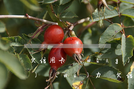 欠信用卡網(wǎng)貸10萬(wàn)無(wú)力還(欠信用卡網(wǎng)貸10萬(wàn)無(wú)力償還會(huì)怎樣)
