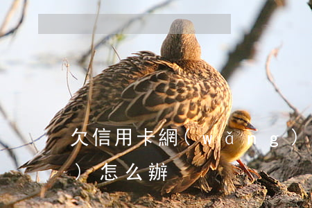 欠信用卡網(wǎng)貸16萬(wàn)怎么辦
