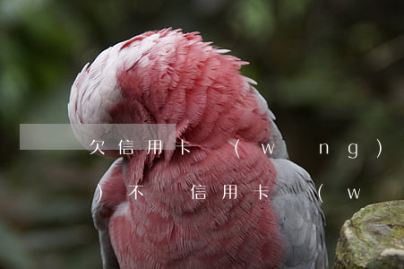 欠信用卡網(wǎng)貸30萬(wàn)不還(信用卡網(wǎng)貸欠了20來(lái)萬(wàn))