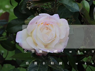 欠信用卡網(wǎng)貸多了會坐牢嗎(欠信用卡和網(wǎng)貸太多怎么辦?)