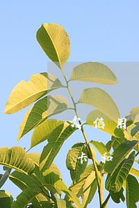 欠信用卡網(wǎng)貸巨額死了(欠信用卡和網(wǎng)貸死了還要償還嗎)
