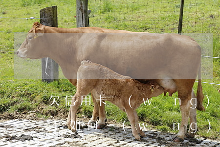 欠信用卡網(wǎng)貸跑路會(huì)如何(網(wǎng)貸逾期跑路有用嗎)
