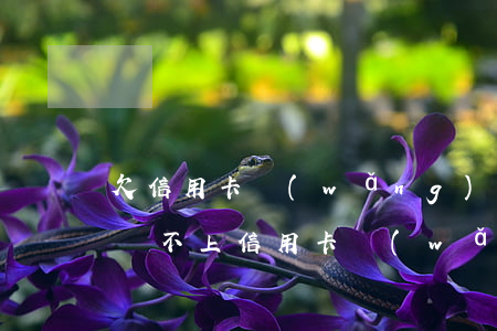 欠信用卡網(wǎng)貸還不起了怎么辦(還不上信用卡網(wǎng)貸怎么辦)