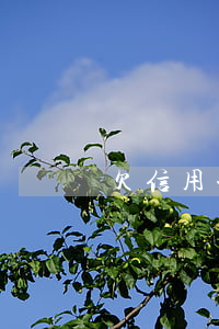 欠信用卡總欠款(欠信用卡欠款罵了客服)