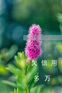 欠信用卡网贷100来万(欠网贷信用卡五十多万)