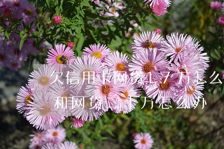 欠信用卡网贷17万怎么和父母说(欠信用卡和网贷二十万怎么办)