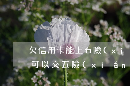 欠信用卡能上五險(xiǎn)嗎 欠信用卡可以交五險(xiǎn)一金嗎