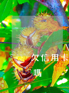 欠信用卡能不能交五險(欠信用卡錢能買社保嗎)