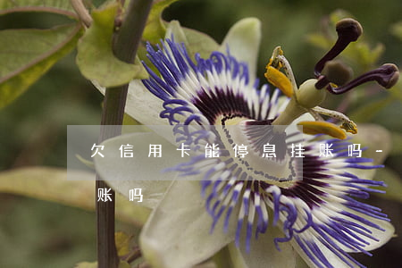 欠信用卡能停息挂账吗-欠信用卡能停息挂账吗