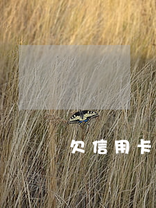 欠信用卡能考研究生嗎（欠信用卡影響考教師嗎）