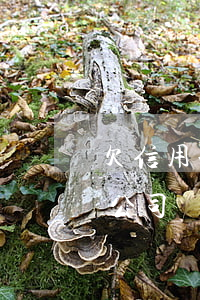 欠信用卡能辦公司嗎有影響嗎（欠信用卡能辦公司嗎）