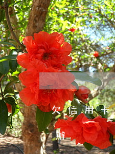 欠信用卡被丈夫偷刷(被老公盜刷信用卡怎么辦)