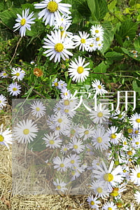 欠信用卡被催款(欠信用卡被催款了怎么辦)