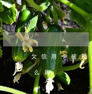 欠信用卡被刑事拘留(欠信用卡被刑事拘留怎么辦)