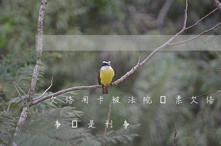 欠信用卡 被法院傳票(欠信用卡法院傳票是民事還是刑事)