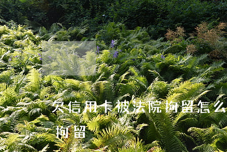 欠信用卡被法院拘留怎么辦（欠信用卡被法院拘留）