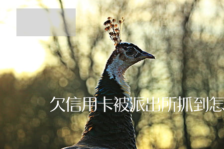 欠信用卡被派出所抓到怎么辦