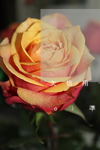 欠信用卡被罰款(欠信用卡判刑的標(biāo)準(zhǔn))