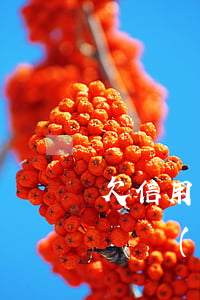 欠信用卡被起訴又欠車貸怎么辦(欠車貸被起訴會(huì)怎么處理)