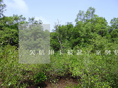 欠信用卡被起訴案例（信用卡逾期老賴的案例）