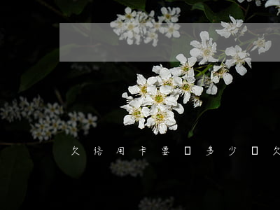欠信用卡要還多少錢(欠信用卡要還多少錢)