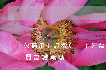 欠信用卡訂機(jī)票成功-欠信用卡能買高鐵票嗎