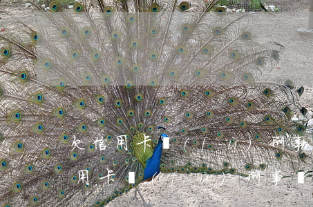 欠信用卡負(fù)刑事責(zé)任(欠信用卡負(fù)刑事責(zé)任怎么辦)
