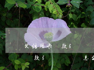 欠信用卡貸款5萬沒錢還怎么辦-欠信用卡貸款5萬沒錢還怎么辦呢