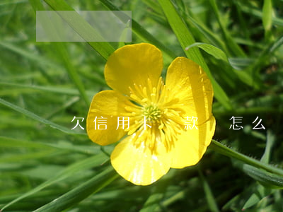 欠信用卡貸款該怎么辦