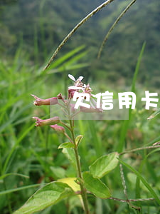 欠信用卡 賬單-欠信用卡 賬單
