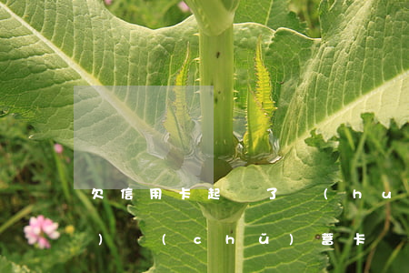欠信用卡起訴了會(huì)凍結(jié)儲(chǔ)蓄卡嗎(欠信用卡起訴了會(huì)凍結(jié)儲(chǔ)蓄卡嗎)