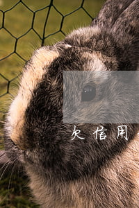 欠信用卡超天會 欠信用卡多久會限制出行
