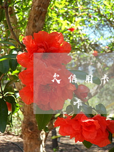 欠信用卡超過 欠信用卡超過五萬,實在沒錢還會咋樣?