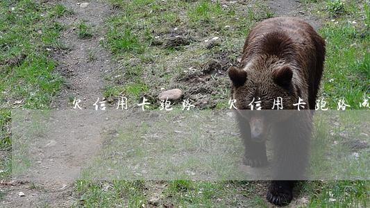 欠信用卡 跑路-欠信用卡跑路成功率