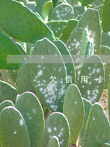 欠信用卡跑路最好方法（欠信用卡走投怎么辦）