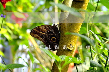 欠信用卡辭退賠償標(biāo)準(zhǔn) 員工欠信用卡不還是否可以開除?