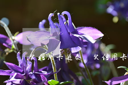 欠信用卡逃泰國(欠信用卡偷渡國外)