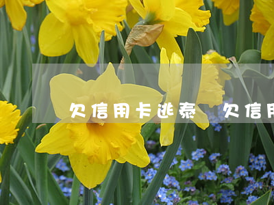 欠信用卡逃泰國 欠信用卡逃泰國了怎么辦