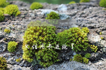 欠信用卡逃跑了