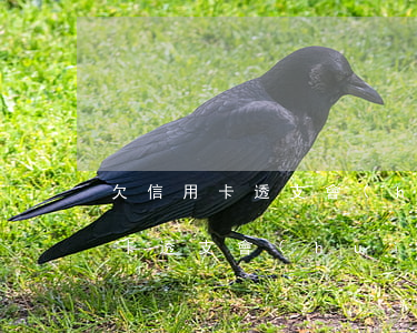 欠信用卡透支會(huì)被抓嗎-欠信用卡透支會(huì)被抓嗎