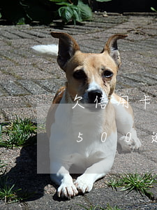 欠信用卡逾期13萬(wàn)(欠信用卡1500逾期三年)