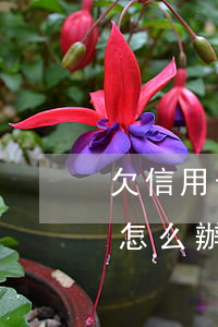 欠信用卡逾期3個(gè)月以上,銀行催收怎么辦?（信用卡逾期賬戶(hù)催收方式）
